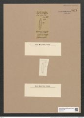 Glyphodesmis marginata Grove et Sturt. (de-Toni-Nr.: Genus 81, Species 2895) Zeichnungen Sammlung Grunow Nr. 5871 (NHMW-BOT-W0374314)
